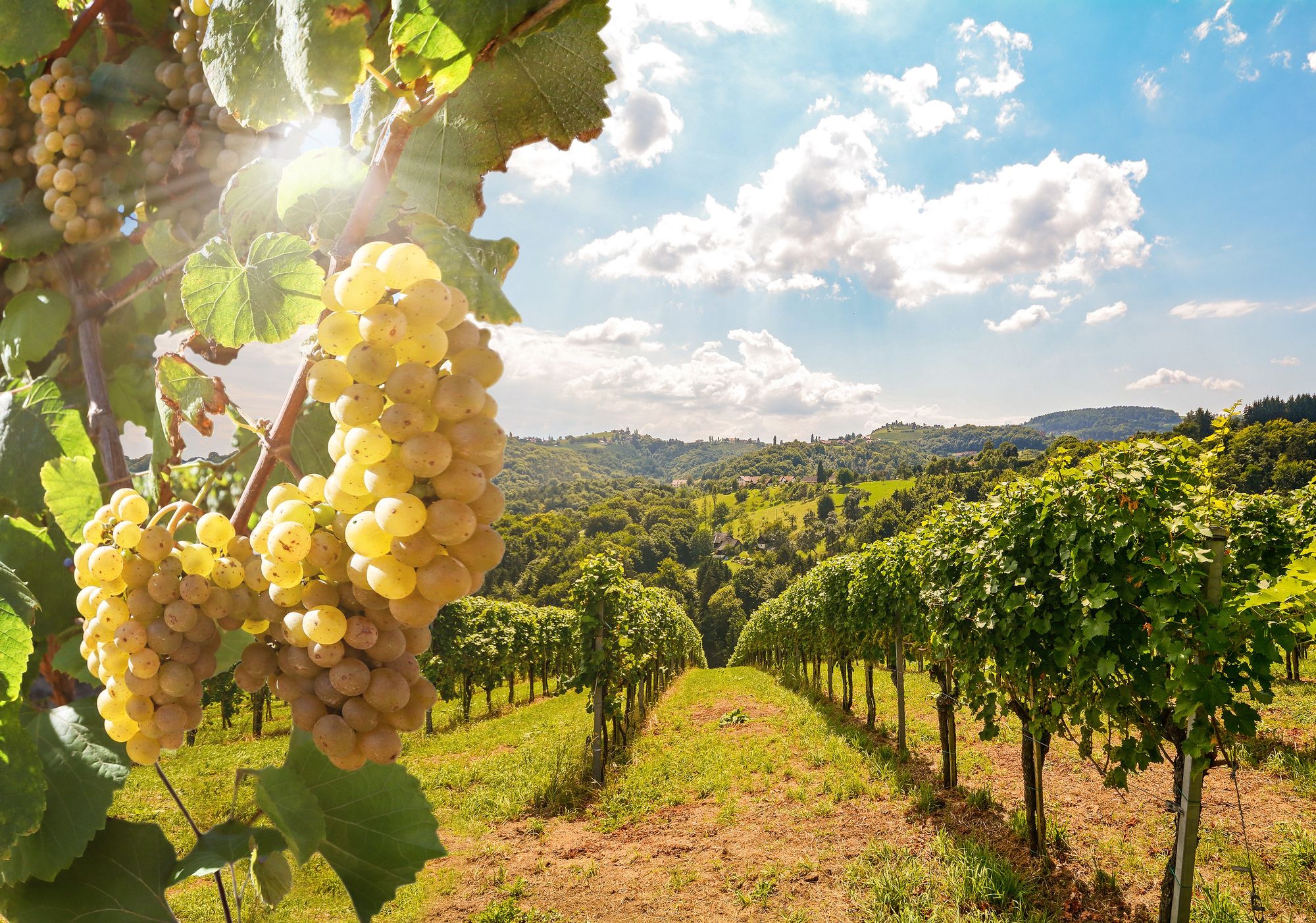 Los viñedos y el vino frente al cambio climático